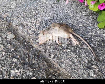Closeup of a dead mouse on the ground Stock Photo