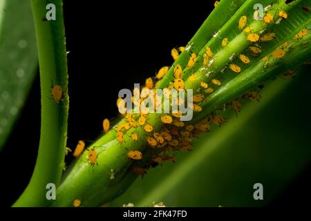 The oleander aphid also known as milkweed aphid on the plant and sucking cell sap. These are bright yellow insects with black legs. Stock Photo