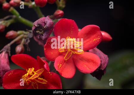 Pink red flowers of Jatropha integerrima, also known as peregrina or spicy jatropha, which is a species of flowering plant in family, Euphorbiaceae. Stock Photo