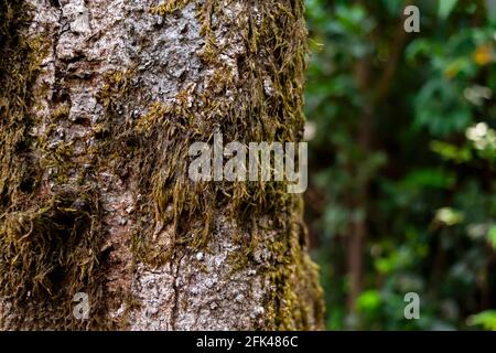 Moss on tree trunk in the subtropical moist broadleaf forest with selective focus. Stock Photo
