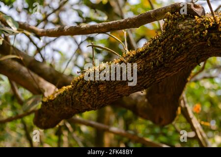 Moss on the branch of the tree in the subtropical broadleaf forest. Used selective focus. Stock Photo