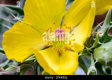Argemone mexicana commonly known as mexican prickly poppy plant yellow flower close up with selective focus. It is a species of poppy found in Mexico. Stock Photo
