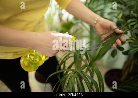 Unrecognizable woman watering and spraying houseplant in living room close up, using water spray. Concept plant care, lifestyle Stock Photo