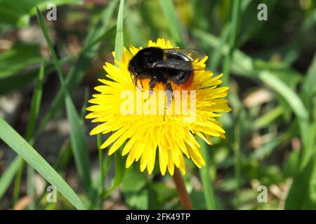 red-tailed bumblebee, Steinhummel, Bombus lapidarius, kövi poszméh, Budapest, Hungary, Magyarország, Europe Stock Photo