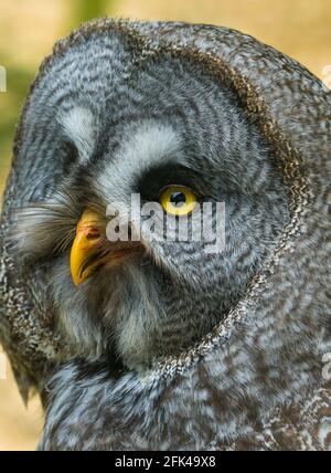 Great grey owl (Strix nebulosa) looking at camera, Colchester zoo, Essex UK. April 2021. Stock Photo