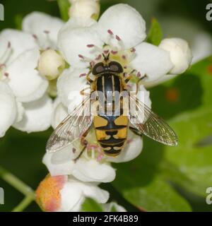 Sun fly or Hoverfly (Helophilus pendulus) on flowers Stock Photo