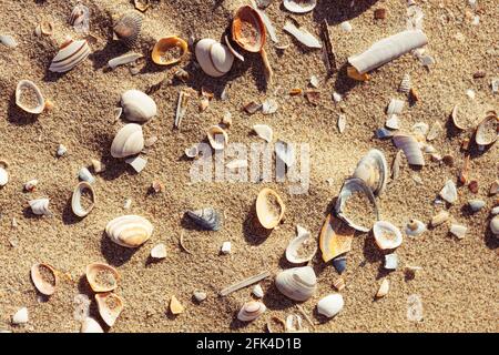Sandy beach with seashells. Summer beach background. Stock Photo