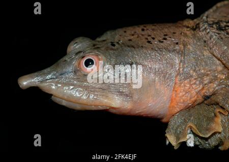 Malayan Softshell Turtle Stock Photo