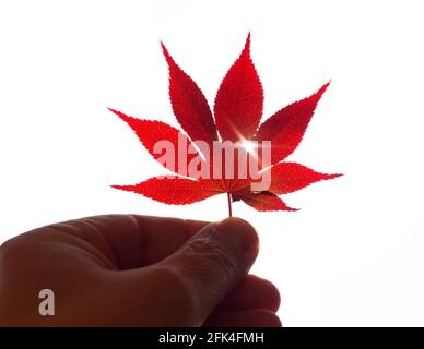 Man Holding Red Japanese Maple Leaf Stock Photo