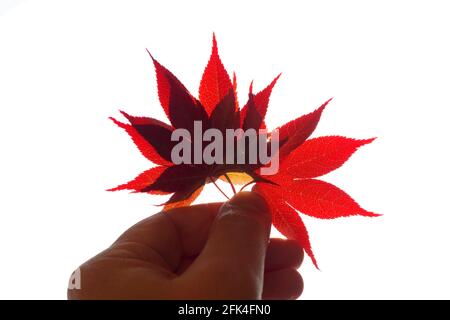 Man Holding Red Japanese Maple Leaf Stock Photo