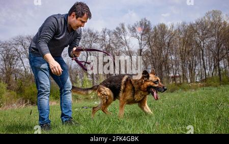 An adult male is unlishing his dog - a German Shephard to play on a green grass lawn in spring time. Stock Photo