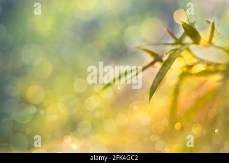 Defocused Bokeh, twinkling lights vivid color blurred bokeh abstract light spring forest background. Natural bokeh from bamboo leaf. Blur picture and Stock Photo