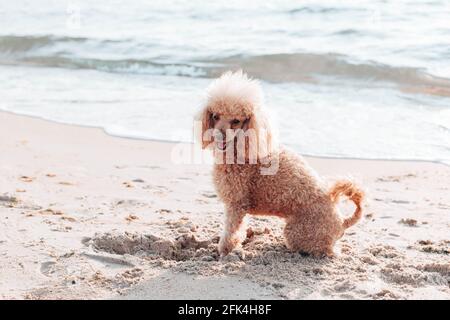 Red 2024 haired poodle