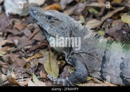 A large wild iguana rests on stones in the shade on a sunny day in the ruins of the ancient Mayan city Tulum. Mexico. Stock Photo