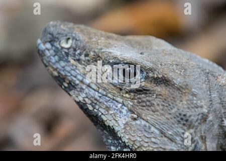 A large wild iguana rests on stones in the shade on a sunny day in the ruins of the ancient Mayan city Tulum. Mexico. Stock Photo