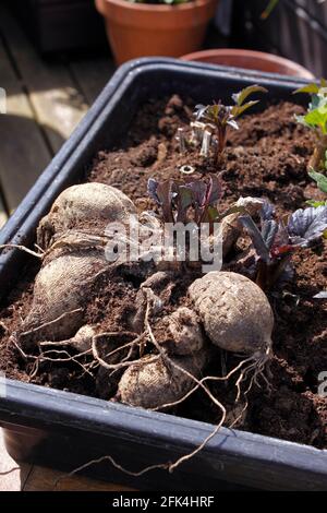 DAHLIA TUBERS PREPARED FOR PLANTING OUT Stock Photo