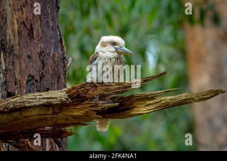 Kookaburras (genus Dacelo) are terrestrial tree kingfishers native to Australia and New Guinea. Stock Photo