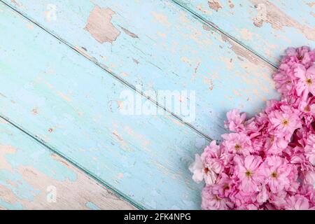 Ornamental pink cherry tree prunus blossom background on a rustic wooden table top Stock Photo
