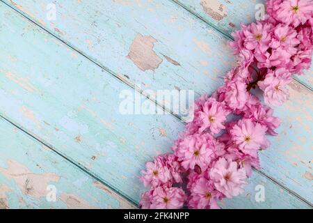 Ornamental pink cherry tree prunus blossom background on a rustic wooden table top Stock Photo