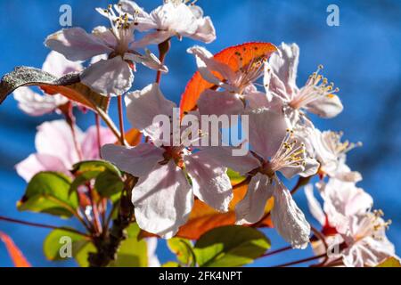 Colourful Spring, Underside View of Red Sentinal Crab Apple Blossom (Malus x robusta) Against a Bright Blue Sky in Spring, Stock Photo