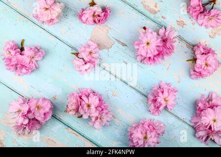 Ornamental pink cherry tree prunus blossom background on a rustic wooden table top Stock Photo