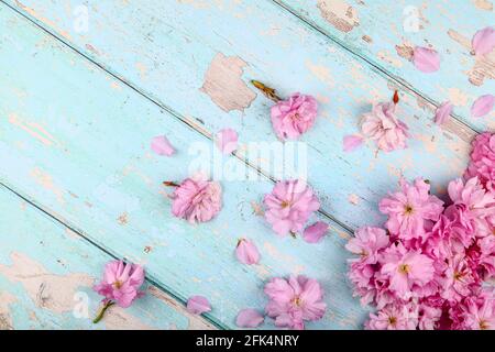 Ornamental pink cherry tree prunus blossom background on a rustic wooden table top Stock Photo