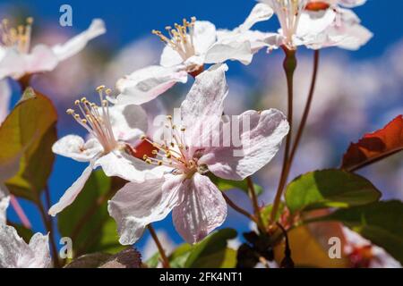 Colourful Spring, Underside View of Red Sentinal Crab Apple Blossom (Malus x robusta) Against a Bright Blue Sky in Spring, #2 Stock Photo