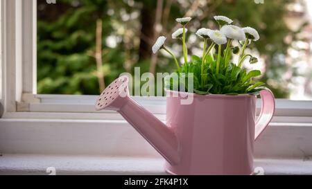 Joy of gardening at home white daisies in a decorative pink watering can on the window opened into green. Stock Photo