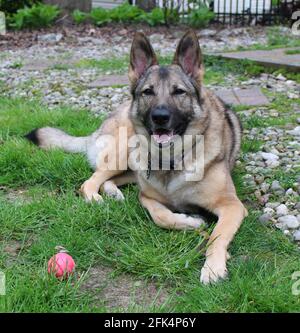 A German Shepherd Dog Laying Down Next to a Pink Ball Stock Photo