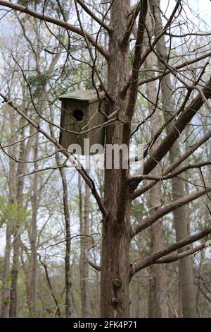 A weathered bird house in a dead cedar tree Stock Photo