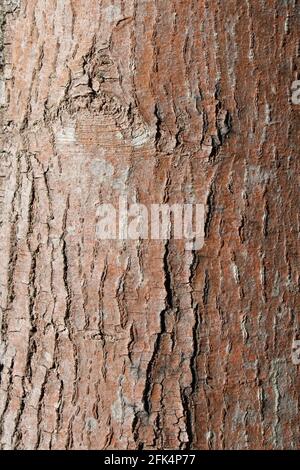 A close-up of the bark on an old silver maple tree Stock Photo