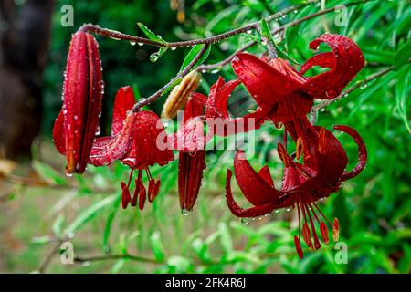 Back side of red lily with drops of water on petals after the rain. Flower petals curled back. Tiger lily In the green leaves background. Close-up. Stock Photo