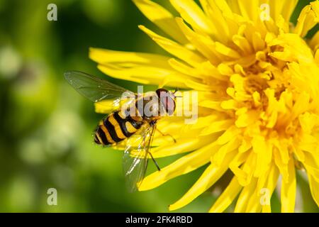 Syrphus ribesii or Syrphus vitripennis hoverfly on a dandelion, UK. These bee mimics are beneficial as they are pollinators. Stock Photo