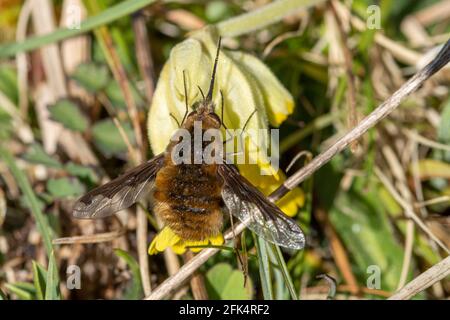 Dark-edged bee-fly (Bombylius major), also called large bee-fly, resting on a cowslip (Primula veris) during spring, UK Stock Photo