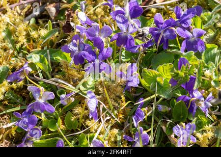 Hairy violet (Viola hirta), clump of flowering violets on chalk grassland, Hampshire, UK Stock Photo