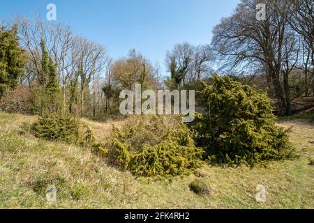 View of Noar Hill near Selborne, a chalk downland SSSI site with juniper trees (Juniperus communis) and grassland, Hampshire, England, UK Stock Photo