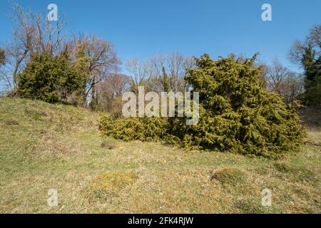 View of Noar Hill near Selborne, a chalk downland SSSI site with juniper trees (Juniperus communis) and grassland, Hampshire, England, UK Stock Photo