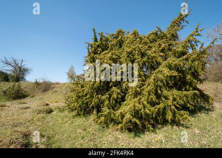 View of Noar Hill near Selborne, a chalk downland SSSI site with juniper trees (Juniperus communis) and grassland, Hampshire, England, UK Stock Photo