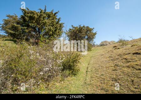 View of Noar Hill near Selborne, a chalk downland SSSI site with juniper trees (Juniperus communis) and grassland, Hampshire, England, UK Stock Photo