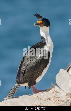 imperial cormorant or imperial shag, Leucocarbo atriceps, single adult standing on a cliff top in breeding colony, Falkland Islands Stock Photo