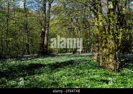 Ancient woodland uk Stock Photo