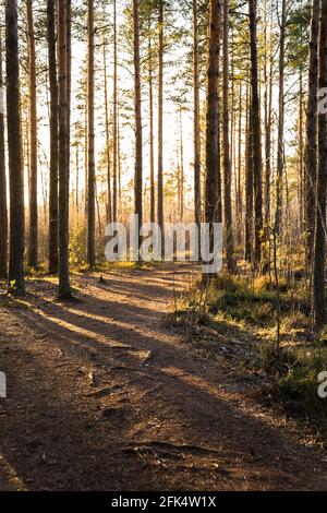 Pine forest landscape at sunset, path and sun rays shining through trees. Trail in woodland in mist Stock Photo