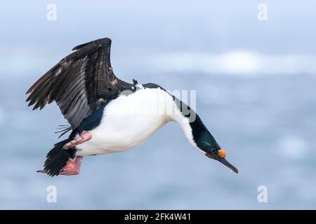 imperial cormorant or imprerial shag, Leucocarbo atriceps, single adult in flight over breeding colony,Falkland Islands Stock Photo