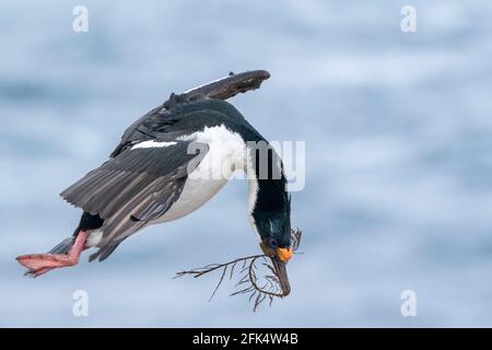 imperial cormorant or imprerial shag, Leucocarbo atriceps, single adult in flight over breeding colony with nest material in its beak,Falkland Islands Stock Photo