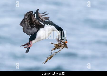 imperial cormorant or imprerial shag, Leucocarbo atriceps, single adult in flight over breeding colony with nest material in its beak,Falkland Islands Stock Photo