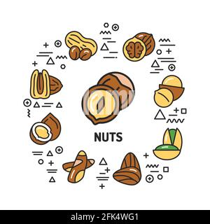Nuts web banner. Infographics with linear icons on white background. Creative idea concept. Isolated outline color illustration. Stock Vector