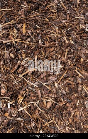 Wood chip bark chippings having been shredded for use as a garden mulch by the lumber timber industry which can be used as an abstract texture backgro Stock Photo
