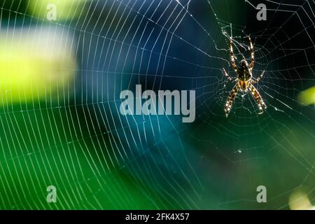 Kreuzspinne Stock Photo