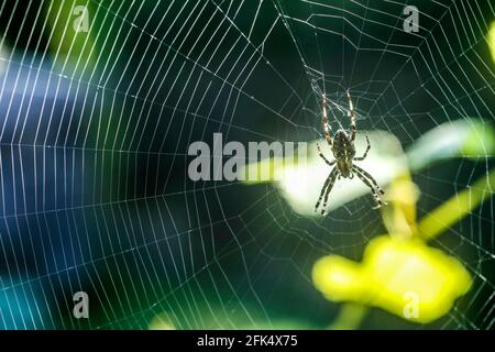 Kreuzspinne Stock Photo