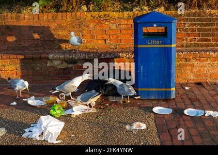 England, East Sussex, Eastbourne, Seagulls Scavenging Discarded Fast Food from Seafront Litter Bin *** Local Caption ***  UK,United Kingdom,Great Brit Stock Photo